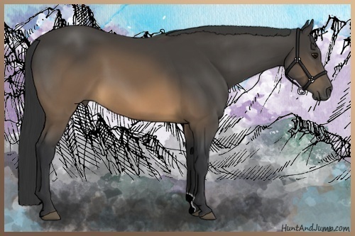 Horse Color:Buckskin 