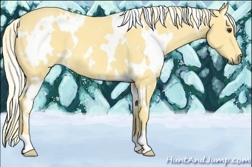Horse Color:White Spotted Palomino