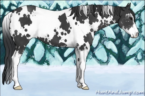 Horse Color:White Spotted Black Sabino