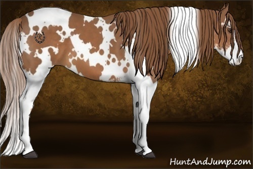 Horse Color:White Spotted Chestnut Sabino 