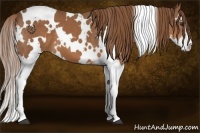 Horse Color:White Spotted Chestnut Sabino