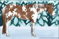Horse Color:White Spotted Chestnut Sabino