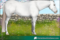 Horse Color:Red Dun Roan Splash Tobiano Appaloosa Rabicano 