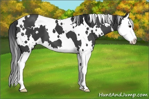 Horse Color:White Spotted Black Splash