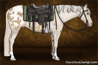 Horse Color:Palomino Appaloosa