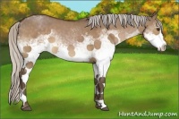Horse Color:White Spotted Silver Bay Dun