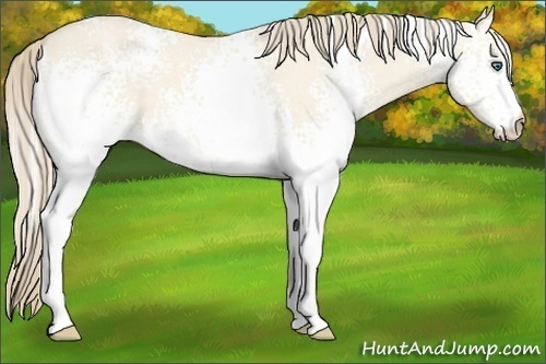 Horse Color:White Spotted Perlino Dun 