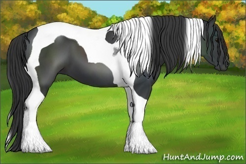 Horse Color:Black Tobiano 