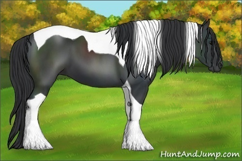 Horse Color:Black Tobiano 