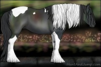 Horse Color:Black Tobiano 