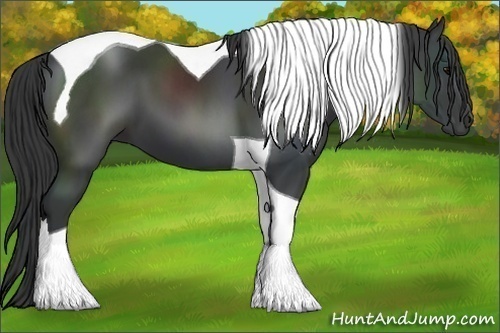 Horse Color:Black Tobiano 