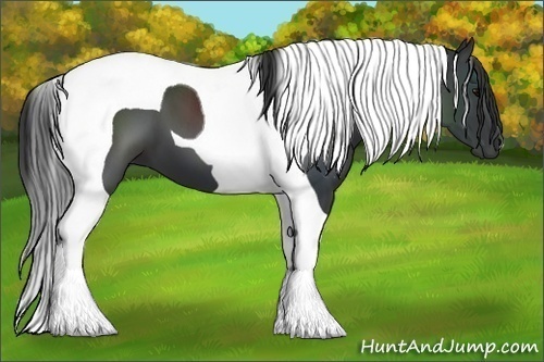 Horse Color:Black Tobiano 