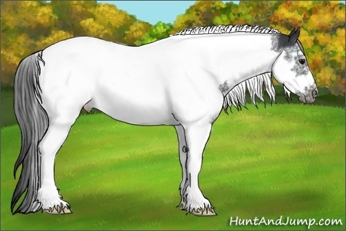 Horse Color:White Spotted Black Tobiano Frame 