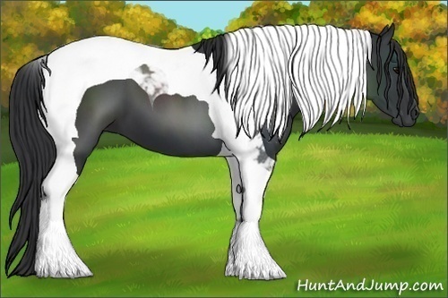 Horse Color:Black Tobiano
