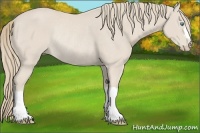 Horse Color:Smoky Creme Rabicano 