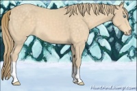 Horse Color:Perlino 