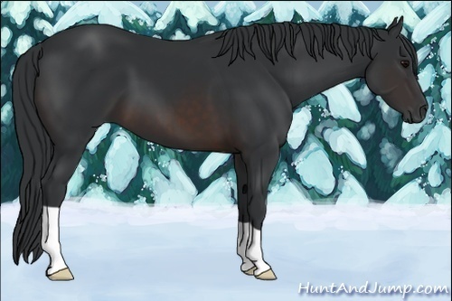 Horse Color:Brown 