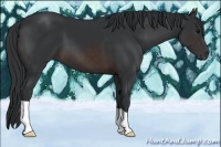 Horse Color:Brown 