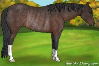 Horse Color:Brown Rabicano 