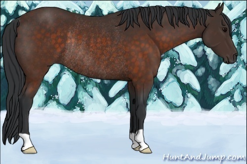 Horse Color:Brown Rabicano 