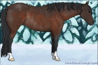 Horse Color:Brown Rabicano