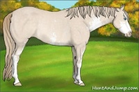 Horse Color:Perlino Sabino Rabicano
