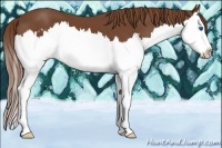 Horse Color:Chestnut Sabino Splash