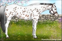 Horse Color:Bay Tobiano Near Leopard 