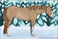 Horse Color:Red Dun Sabino Rabicano