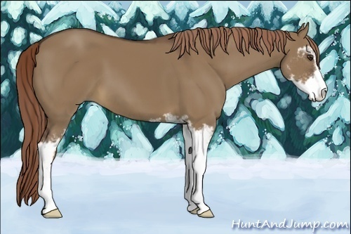 Horse Color:Liver Red Dun Sabino 