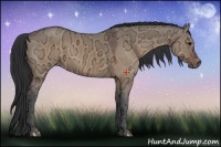 Horse Color:Brown Ice Dun 