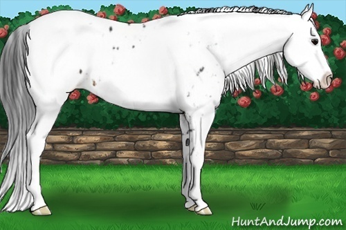 Horse Color:Brown Sabino Near Leopard