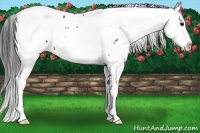 Horse Color:Brown Sabino Near Leopard