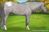 Horse Color:Brown Roan Appaloosa 