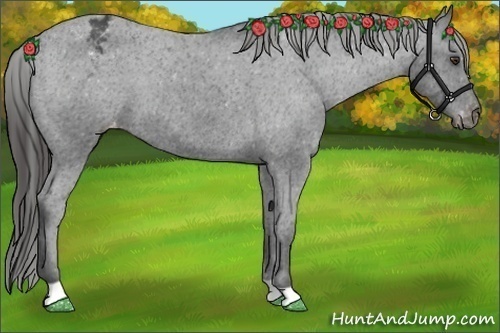 Horse Color:Liver Chestnut Appaloosa 