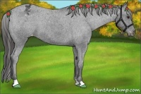 Horse Color:Liver Chestnut Appaloosa 