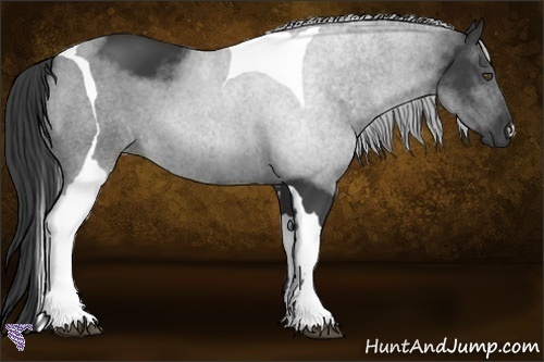 Horse Color:Smoky Black Tobiano 