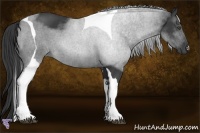 Horse Color:Smoky Black Tobiano