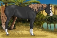 Horse Color:Liver Chestnut Splash