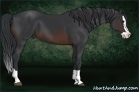Horse Color:Brown Splash