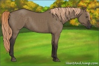 Horse Color:Liver Red Dun 