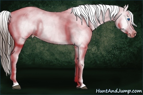Horse Color:Bay Ice Splash Appaloosa 