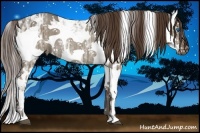 Horse Color:Liver Red Dun Ice Sabino Splash Rabicano 