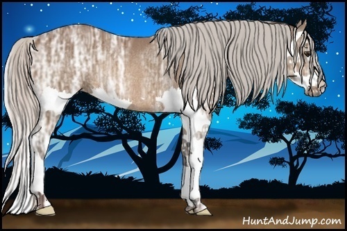 Horse Color:Silver Bay Ice Splash Rabicano 