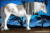 Horse Color:White Spotted Grullo Splash 
