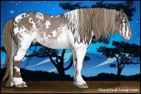 Horse Color:White Spotted Liver Chestnut 