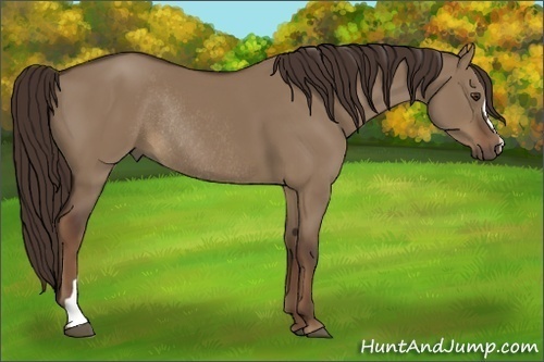 Horse Color:Liver Red Dun Rabicano 