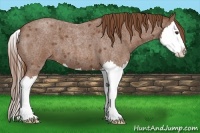 Horse Color:Red Roan Splash 