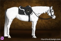 Horse Color:White Spotted Brown 
