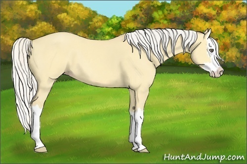 Horse Color:Silver Sable Cream Champagne Dun Splash 